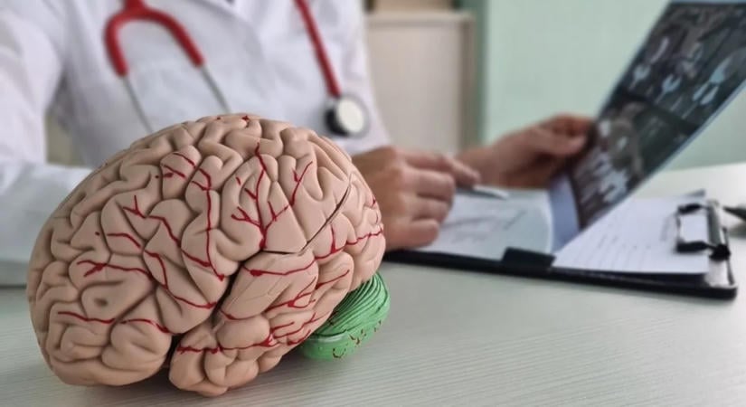Hatalmas a felfedezés: az emberi agy valójában nem egy, hanem két különálló szerv