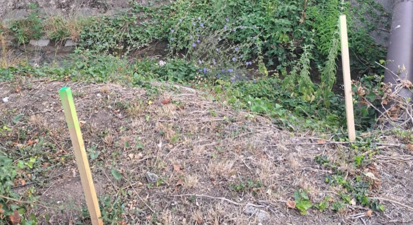 Új módszerrel veszik fel a harcot a vaddisznókkal Balatonalmádiban