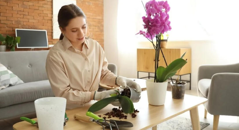 Orchidea átültetési kisokos – így csináld, hogy biztosan virágozzon
