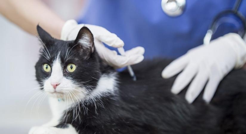 A macskák egyik leggyakoribb betegsége, a FeLV: így védekezhetsz a halálos vírus ellen