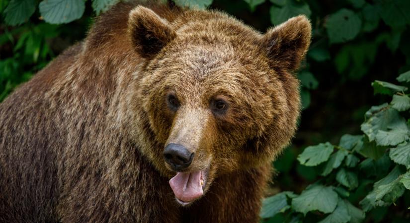 Zöld utat adtak a fegyveres ritkításnak: tömeges kilövések jöhetnek itt