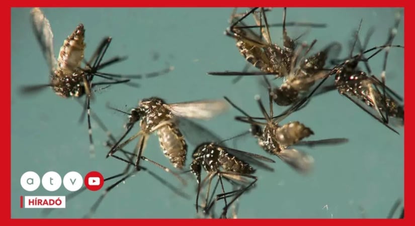 Hazai eredetű nyugat-nílusi lázas esetet igazolt az NNGYK vizsgálata