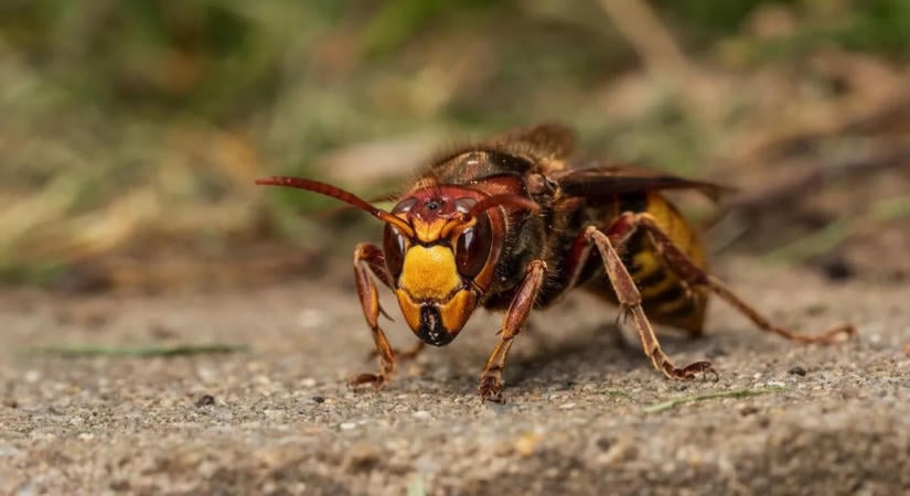 Kirándulókra támadtak a lódarazsak, mentőket is riasztani kellett
