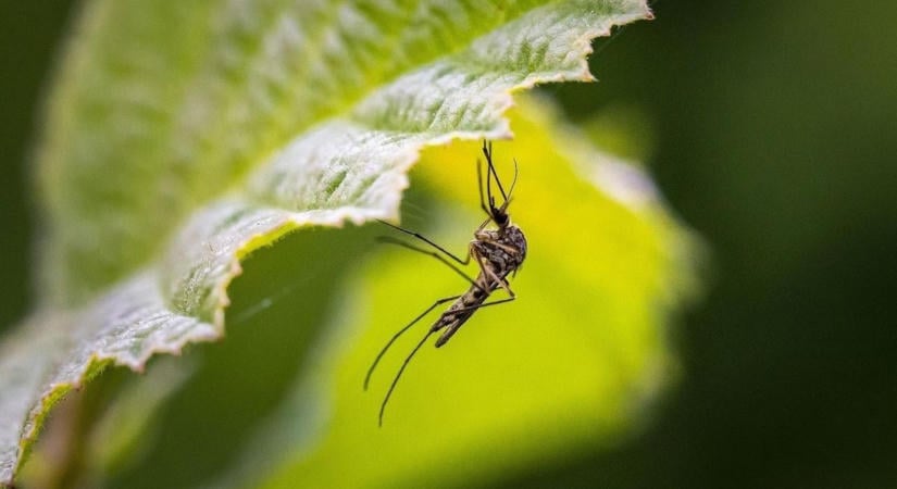 Újabb invázió jöhet: egy pohár víz is elég az ázsiai tigrisszúnyognak