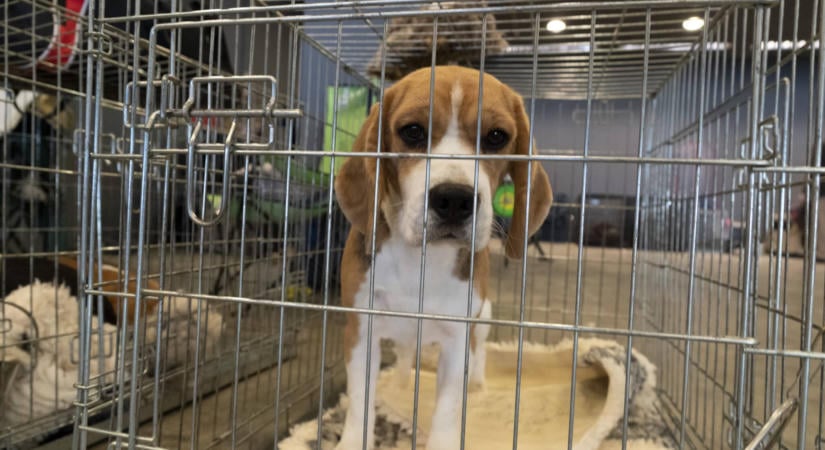 Nyugdíjba küldi kísérleti beagle-jeit az USA – modernebb, „állatmentes” technológiák felé nyitnak