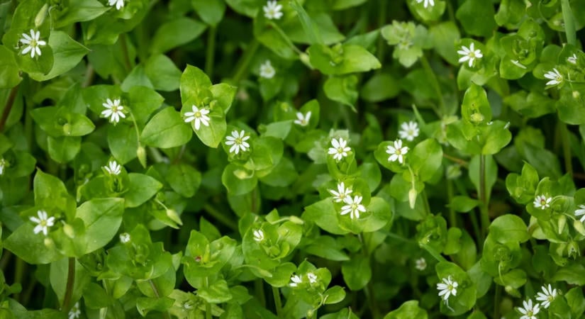 Ez a gyakori, őszi gyomnövény valóságos vitaminbomba, pedig a kertekből irtani szoktuk