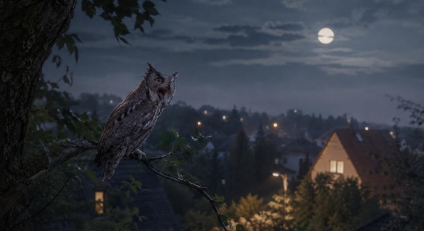 Elhallgatott a zuglói halálmadár – Kiderült, miért nem rikoltozik már a füleskuvik