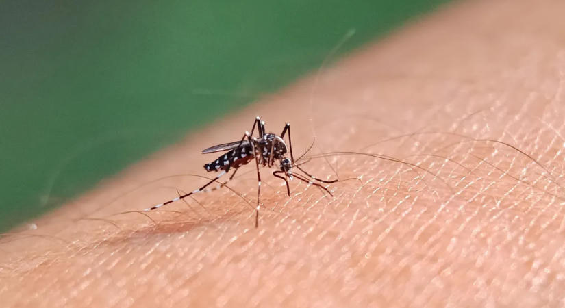 Idén először diagnosztizáltak nyugat-nílusi lázat egy betegnél Magyarországon