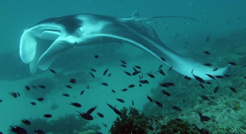 Komodo rájái
