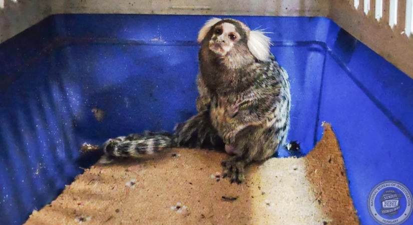 Pablo, a kistigris után újabb egzotikus állattal bukott le a tiszafüredi férfi