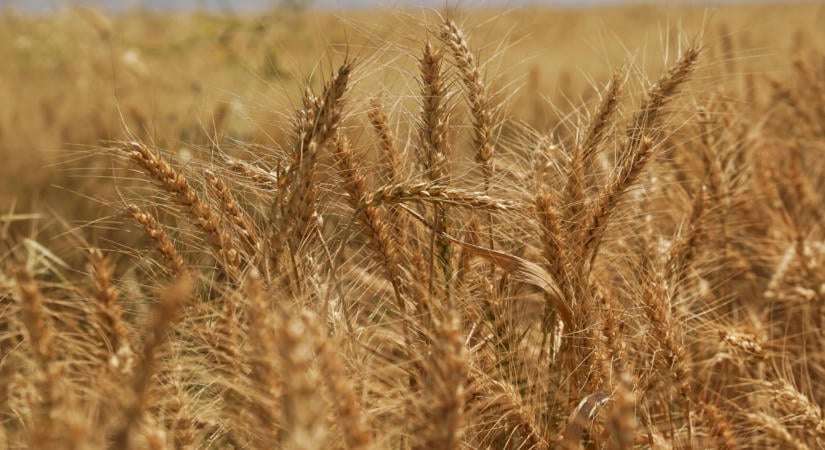 Megugrottak az élelmiszerárak szeptemberben az időjárási aggodalmak és szállítási zavarok közepette, jelenti a FAO