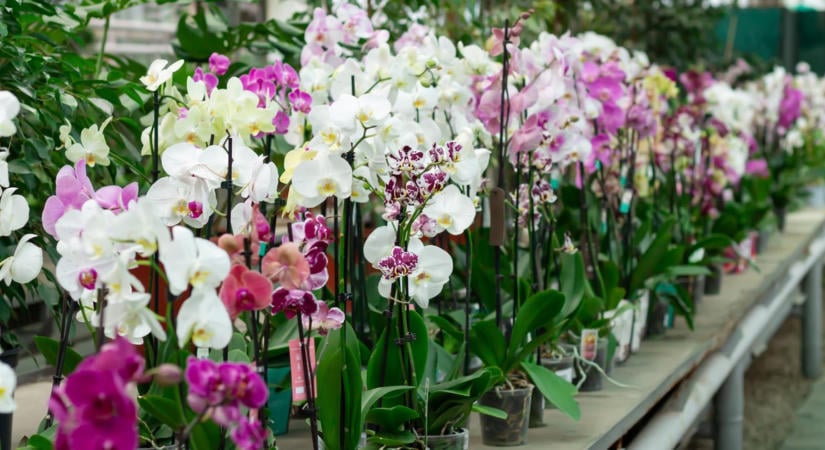 Csupán fél teáskanálnyit öntött ebből az orchidea locsolóvizébe. Az első rügy 4 héten belül megjelent
