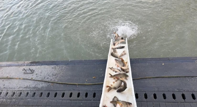 Újabb pontyok kerültek a Balatonba, már közel 150 tonnánál jár az idei telepítés