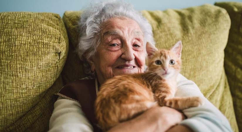 Így segíthetnek a macskák közelebb jutni az Alzheimer-kór gyógyításához