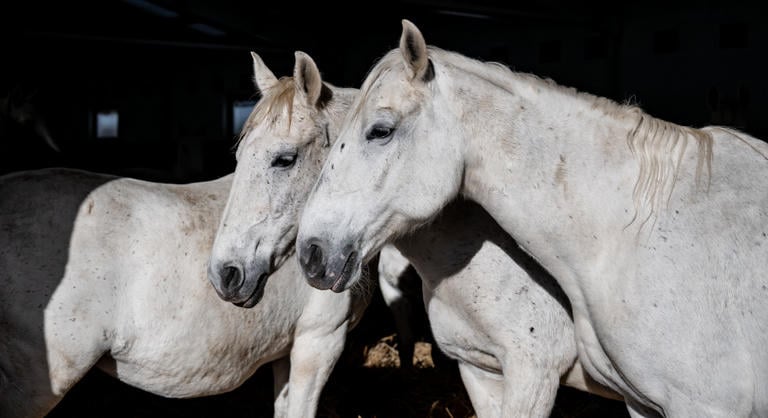 Pontot tett az Agrárminisztérium a lóbotrány végére, kiderült, mi történt a háttérben