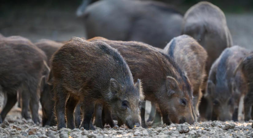 Torz becslések? Sokkal több lehet a vad a valóságban, mint papíron