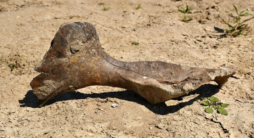 Jégkorszaki vadló csontjai kerülhettek elő a Duna medréből