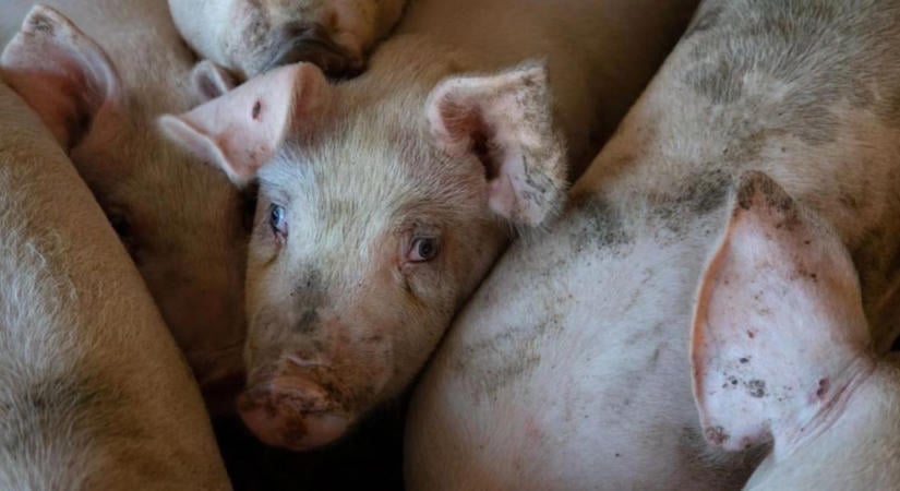 Nem először történik ilyen: illegális sertésszállítmányokat fogtak el a határon