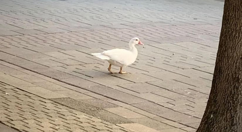 Rejtélyes jövevény tartja lázban Makót, senki sem tudja, honnan érkezett