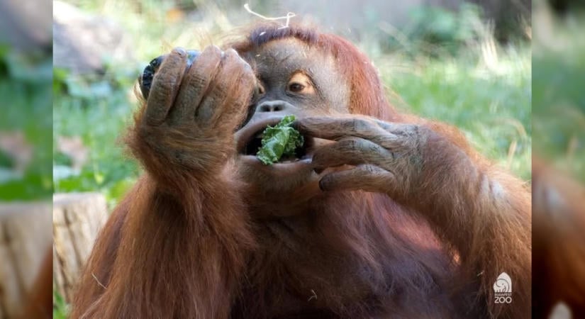 Így etetik az orangutánokat a Fővárosi Állat- és Növénykertben
