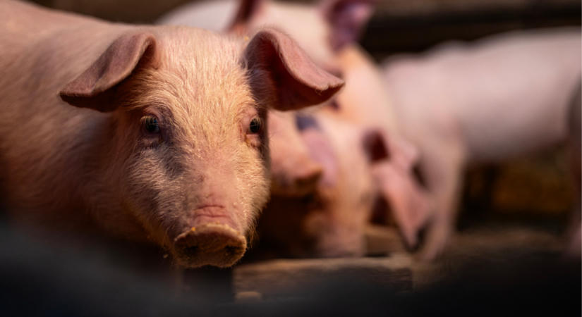Már nincs kánikula, mégis nő a sertések elhullása szeptemberben – Mi áll a háttérben?