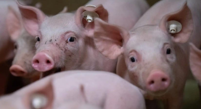 Két baranyai vaddisznóban mutatták ki az afrikai sertéspestist