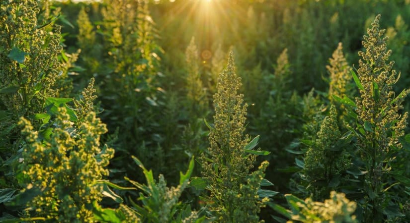 Quinoa és csicseriborsó: új növényekkel alkalmazkodnak a szárazsághoz a gazdák