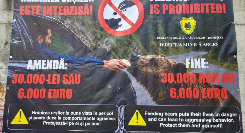 Több mint 100 ezer lejes bírságot szabtak ki a Transzfogarasi úton medvét etető turistákra