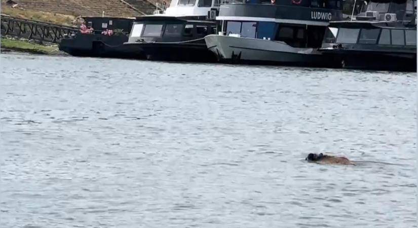Videó: A Dunát átúszva juthatott el a Kossuth térig a belvárosba tévedt vaddisznó