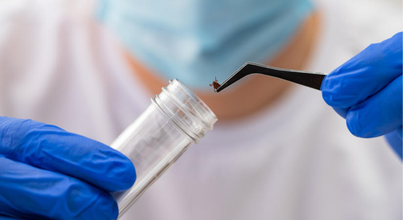 Durva hiba a Lyme-kór kezelésében: rengeteg magyar gyerekeket gyógyszerezhetnek túl, ha erre nem figyel az orvos, szülő