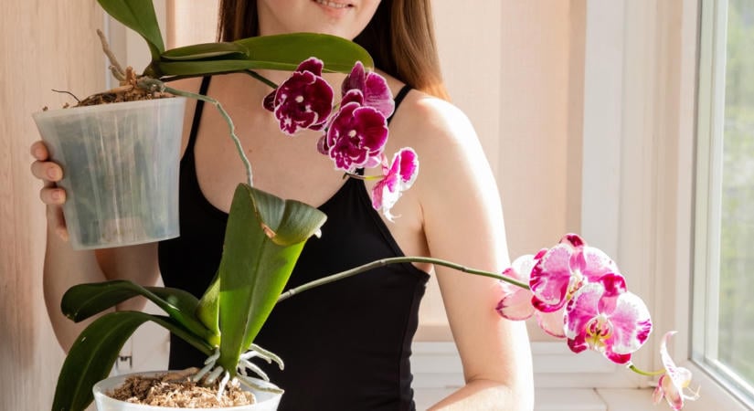 Szeptember az ideális idő az orchidea ültetésére: íme, miért pont most tökéletesek a körülmények, ha azt szeretné, hogy egész télen virágozzon