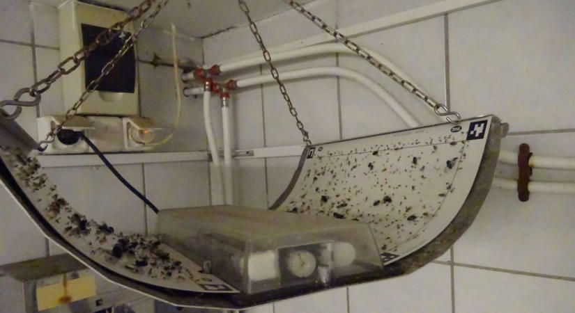 Rovartetemek és kosz fogadta az ellenőröket: gyrosüzemben csapott le a Nébih