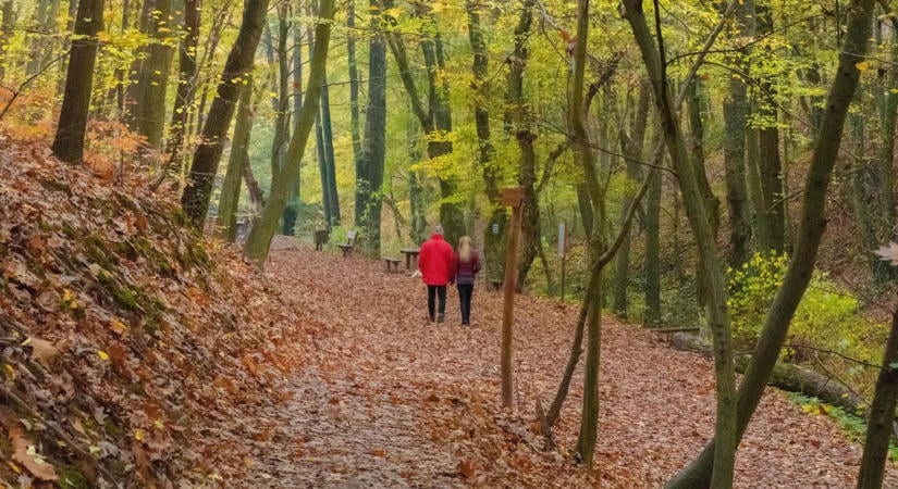 Varázslatos erdei túrák a Mecsekben, amelyeket idén ősszel ki kell próbálnod