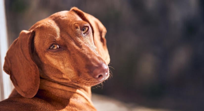Erdőn, mezőn, vízen: ezért sokoldalú társ a magyar vizsla