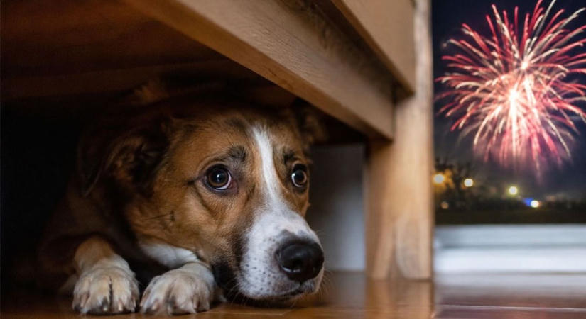 Tűzijáték félelem nélkül – így óvhatjuk meg kedvenceinket augusztus 20-án