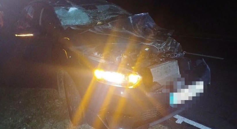 Óvatosan az utakon, még tart a szarvasok párzási időszaka! ( fotók)