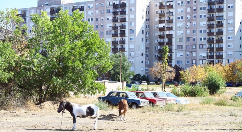 Kanálisban pancsoltak, bakáktól kapták a konzervet – ilyen volt az élet a Kisgyepen, mielőtt Széchenyi lakóteleppé vált
