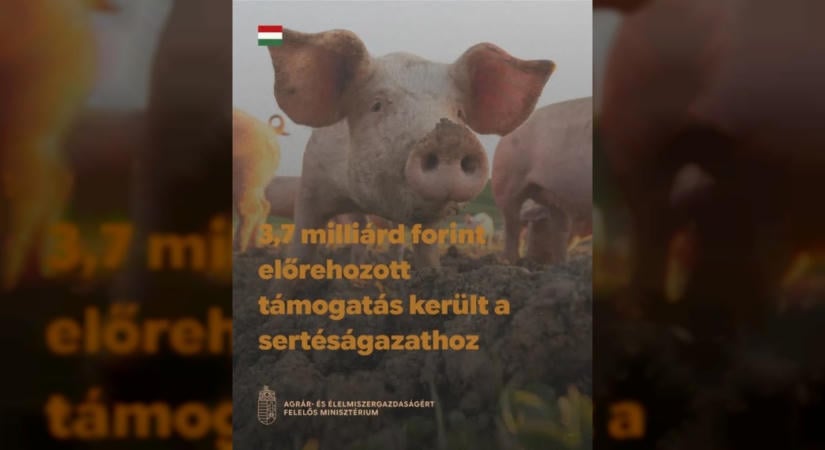 3,7 milliárd forint támogatási előleget kaptak a sertéstartók