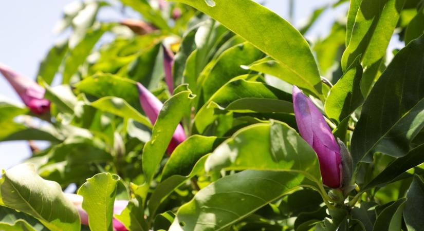Tulipánfa: Miskolcon idén már másodszor virágzik - képekkel
