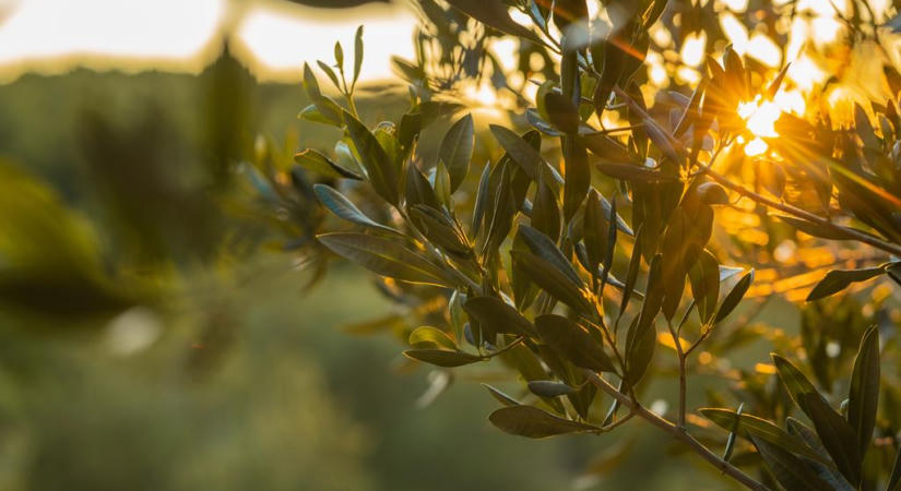 10 kiló bogyóból csak egyetlen liter olaj készül: mediterrán olívafarmon jártunk