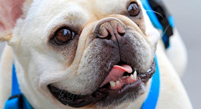 Ezért fuldokolnak a mopszok és bulldogok: döbbenetes videó