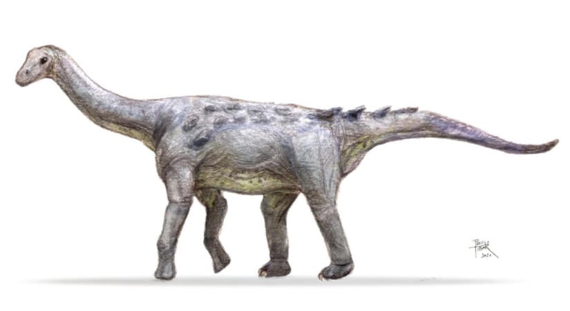 Magyarosaurus Dacus és társai: ezért voltak különlegesek az erdélyi dinók