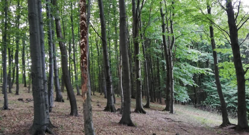 Lejárt a fakitermelési moratórium, de van egy nemzeti park, ahol ellenállnak