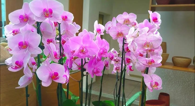 Elég egy teáskanál ebből, és azonnal virágozni fog az orchideád