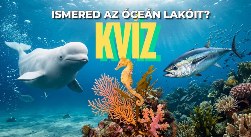 Kvíz: Beluga, csikóhal, tonhal. Tényleg ismered az óceán lakóit?