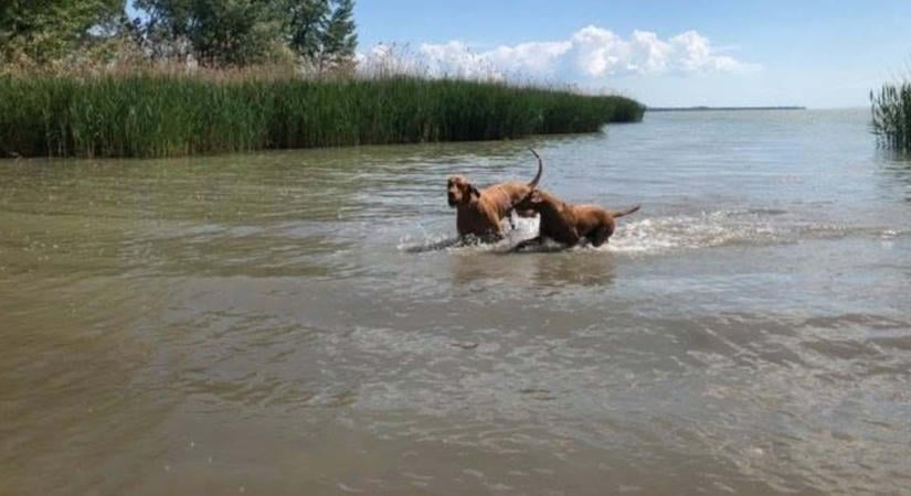 Hűtlen kezelés gyanúja miatt nyomoznak a keszthelyi kutyás strand ügyében
