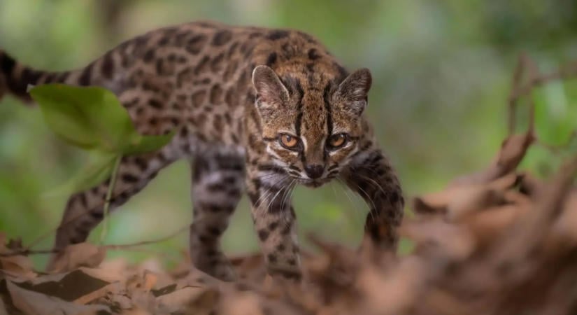 Egy útszélén talált kölyökmacska vezette a kutatókat a száz év óta először felfedezett új fajhoz