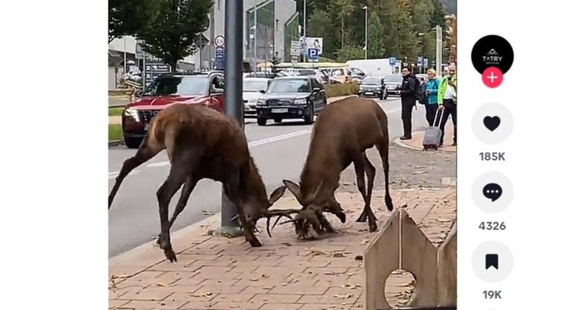 Szarvasbikák csatáztak a város kellős közepén, videóra vették a brutális küzdelmet