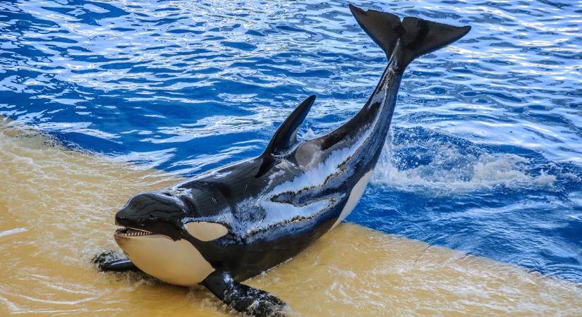 Videón rögzítették, ahogy a kardszárnyú delfin olyan erővel támad egy holdhalra, hogy az felrobban