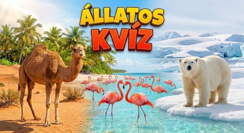 Állatos kvíz: Tudod mitől rózsaszínűek a flamingók? Lássuk, tudsz legalább 7 kérdésre jól válaszolni?